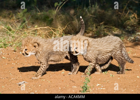 Tasses Guépard (Acinonyx jubatus), Namibie, Afrique Banque D'Images