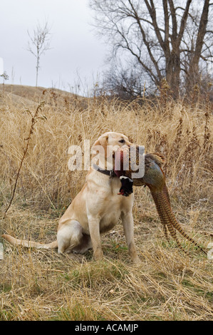 Jeune Labrador Retriever jaune assis et tenant dans le Dakota du Sud de faisan à collier Banque D'Images