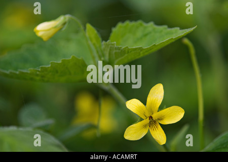 Violette jaune lisse Point Grotte Parc du comté de Door County Wisconsin Banque D'Images