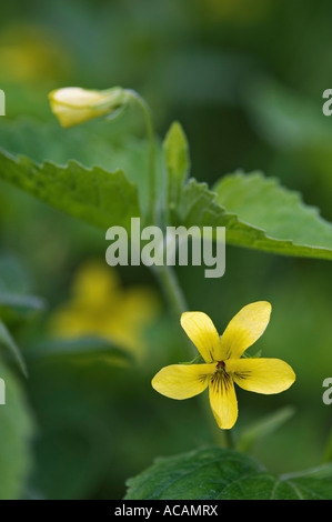 Violette jaune lisse Point Grotte Parc du comté de Door County Wisconsin Banque D'Images