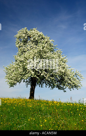 Blossoming apple tree Banque D'Images