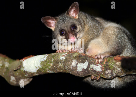 Common Brushtail Possum (Trichosurus vulpecula) assis sur une branche Banque D'Images