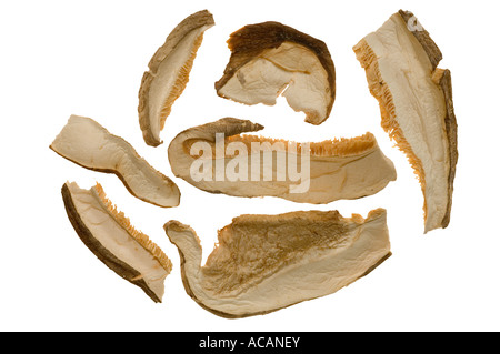 Shiitake (Lentinula edodes) champignons séchés, Banque D'Images
