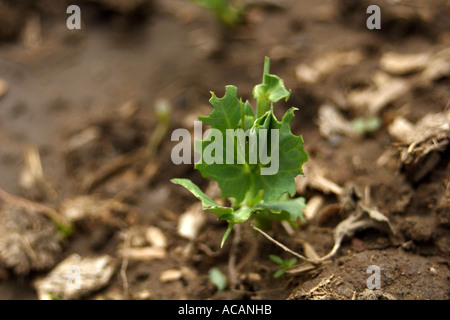 Les jeunes plantes de pois pois endommagés par l'attaque du charançon, UK Banque D'Images