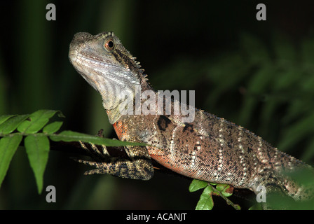 (Physignathus lesueurii), Queensland, Australie Banque D'Images