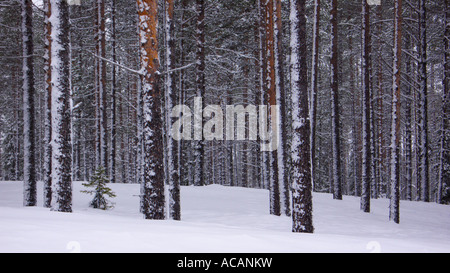 La neige a couvert les troncs, Akaskero Nature Resort, Akaslompolo, Kittilä, Laponie, Finlande Banque D'Images