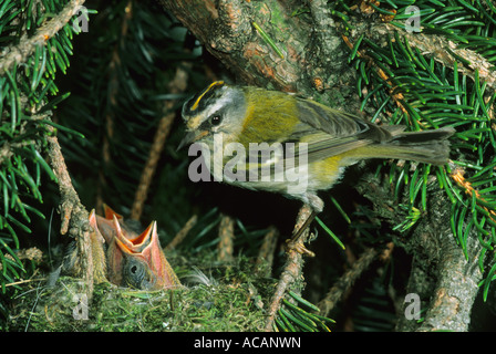 (Regulus ignicapillus Firecrest), homme au nid avec l'envol Banque D'Images