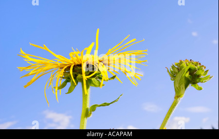 Alant fleur avec pétales dansant dans le vent compositaceae asteraceae Inula helenium Banque D'Images