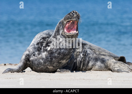 Le bâillement de phoques gris (Halichoerus grypus) Banque D'Images