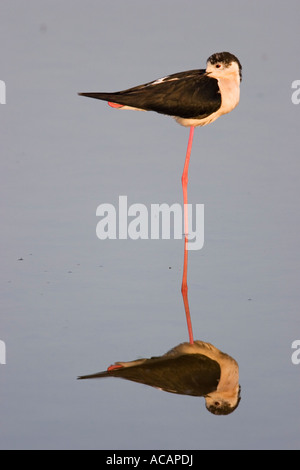 Black-winged Stilt (Himantopus himantopus) reflète dans l'eau, debout sur une jambe Banque D'Images
