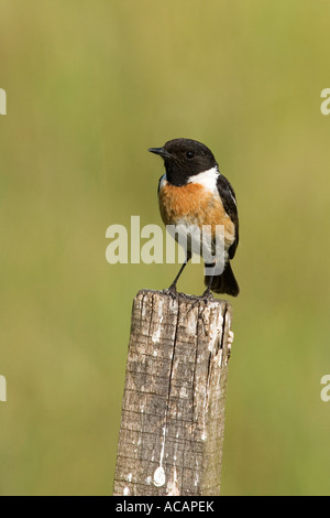 (Saxicola torquata Stonechat commun) Banque D'Images