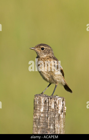 (Saxicola torquata Stonechat commun), chick, juste de véritables Banque D'Images