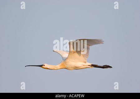 La Spatule blanche (Platalea leucorodia), battant Banque D'Images