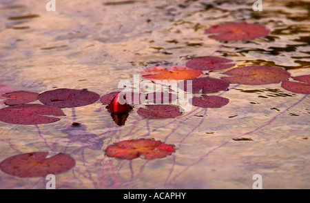 Red Water Lily bud et de feuilles dans un lac Banque D'Images