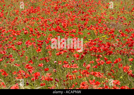 Prairie de fleurs de pavot rouge Banque D'Images