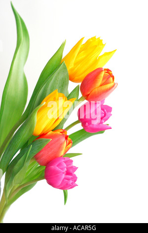 Bouquet de tulipes (Tulipa) Banque D'Images