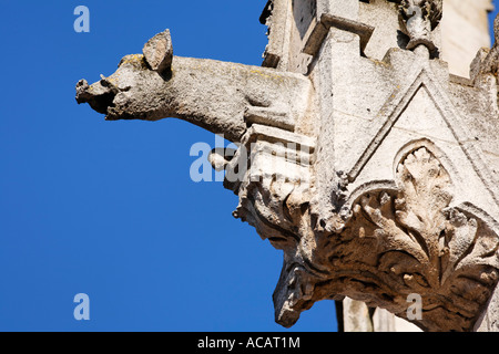 Gargoyle, Saint Pierre, la cathédrale de Ratisbonne, Haut-Palatinat, en Bavière, Allemagne Banque D'Images