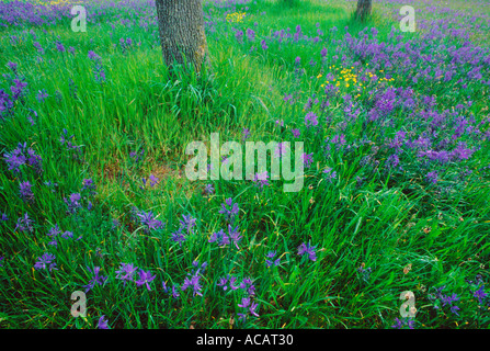 Camas lys et des chênes de Garry au printemps, près de Victoria, Colombie-Britannique Banque D'Images