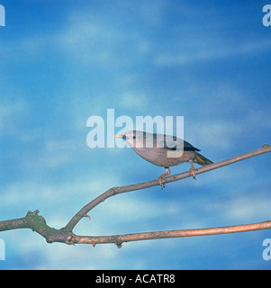 Queue marron Starling Sturnus malabaricus perché sur une branche Banque D'Images