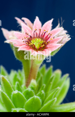 Fleur de houseleek Sempervivum tectorum) ( Banque D'Images