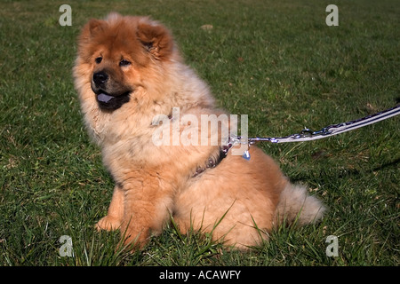 Chow-Chow (Songshi Quan) en laisse. Banque D'Images