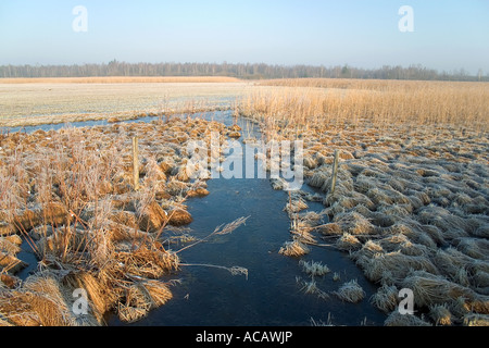 Zone Federsee en hiver, en Haute Souabe, Bade-Wurtemberg, Allemagne Banque D'Images