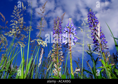 Cadran solaire lupins (Lupinus perennis) Banque D'Images