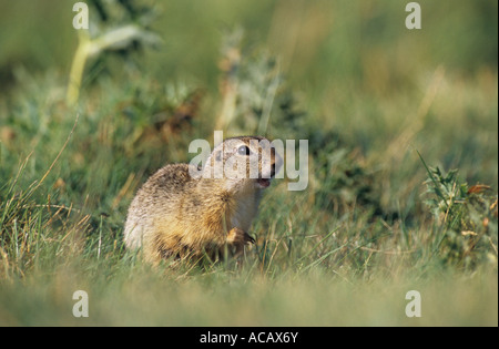 Spermophile européenne, European Suslik, souslik d'Europe (Spermophilus citellus Citellus citellus,). Banque D'Images