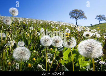 Prairie pissenlit, Taraxacum officinale Banque D'Images