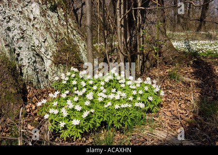 Anémone des bois en forêt, Anemone nemorosa, Bavière, Allemagne Banque D'Images