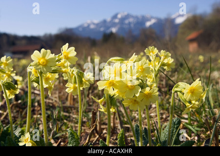 Primeroses Cowslips,, Primula elatior, Alpes, Haute-Bavière, Allemagne Banque D'Images