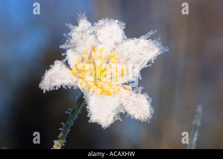 Avec l'Anémone des bois Anemone nemorosa, whitefrost Banque D'Images