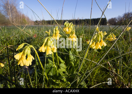 Le Primrose pré, Primula elatior, whitefrost, Haute-Bavière, Allemagne Banque D'Images
