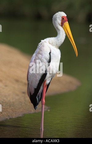 Yellowbilled stork Mycteria ibis en plumage nuptial sur la berge, dans le parc national Kruger en Afrique du Sud Banque D'Images