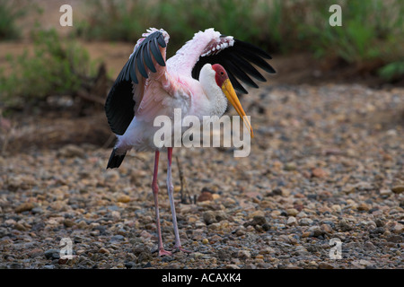 Yellowbilled stork Mycteria ibis répandre les ailes sur berge, dans le parc national Kruger en Afrique du Sud Banque D'Images