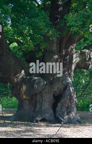 Le major oak, la forêt de Sherwood, Nottinghamshire. c'est que l'on croit être la Robin Hood de base au sein de la forêt de Sherwood. l'arbre a été désigné par le Conseil de l'arbre l'un des cinquante "grands arbres" britannique en 2002 à l'occasion de la golden queens jubiliee. Banque D'Images