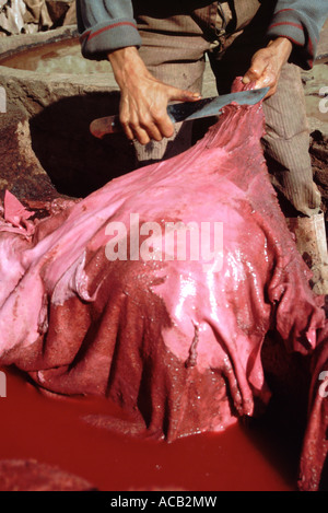 Un travailleur du cuir, ou tanner, à Chouwara tannerie dans Fes, Maroc, traite les peaux d'ovenr les anciennes cuves de teinture. Banque D'Images