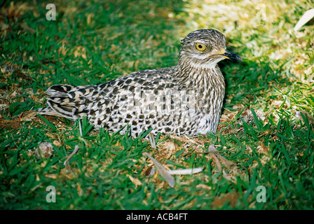 Burhinus capensis Spotted Dikkop nichant dans des jardins botaniques de Kirstenbosch Cape Town Banque D'Images