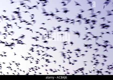 Troupeau d'huîtriers, Haematopus ostralegus, floue en vol, UK Banque D'Images