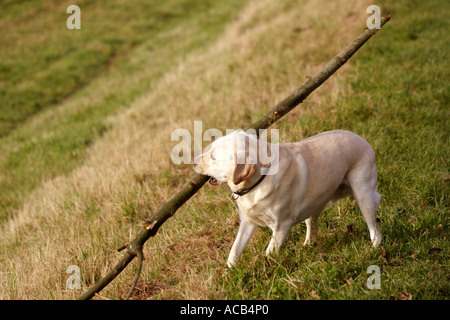 Chien Labrador cherche à lire une grande branche, UK Banque D'Images