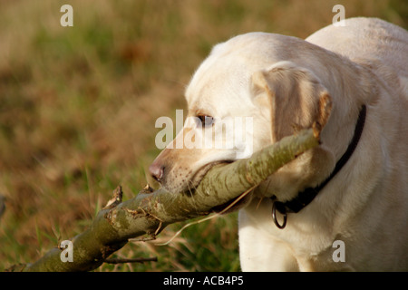 Chien Labrador cherche à lire une grande branche, UK Banque D'Images