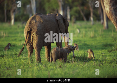 L'éléphant femelle et son veau près de babouins Chacma dans le parc national de South Luangwa en Zambie Banque D'Images