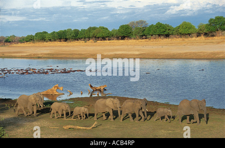 Troupeau d'éléphants dans la ligne sur les bords de la rivière South Luangwa National Park en Zambie Banque D'Images