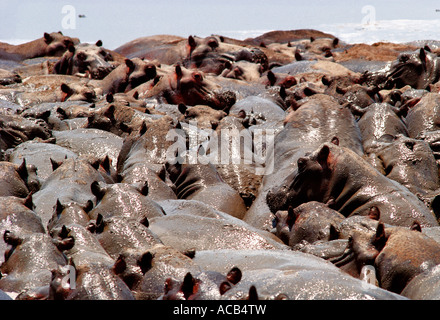 Troupeau d'hippopotames boueux massés le parc national de South Luangwa en Zambie Banque D'Images