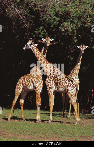 Trois hommes s Girafe Thornicroft South Luangwa National Park en Zambie Banque D'Images