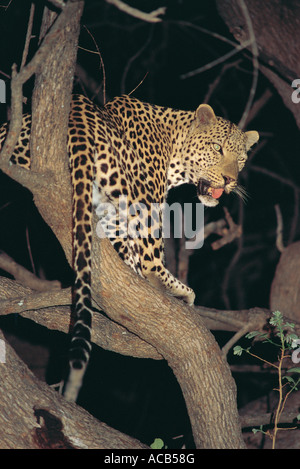Homme Leopard dans le parc national de South Luangwa en Zambie Banque D'Images