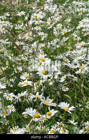 Boeuf blanc champ eyed Daisies Leucanthemum vulgare Banque D'Images