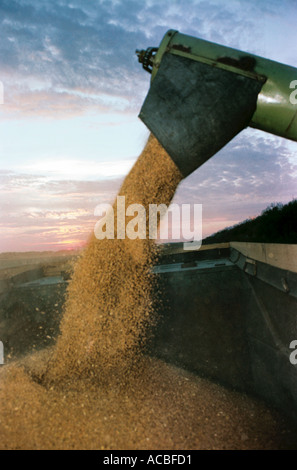 Une moissonneuse-batteuse verse le grain dans un camion au coucher du soleil Banque D'Images
