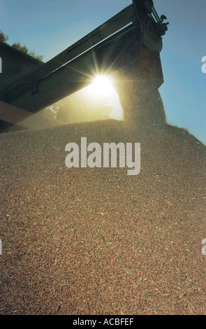 Une moissonneuse-batteuse verse le grain dans un camion Banque D'Images