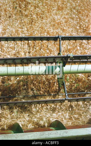 Une moissonneuse-batteuse récolte un wheaten field Banque D'Images